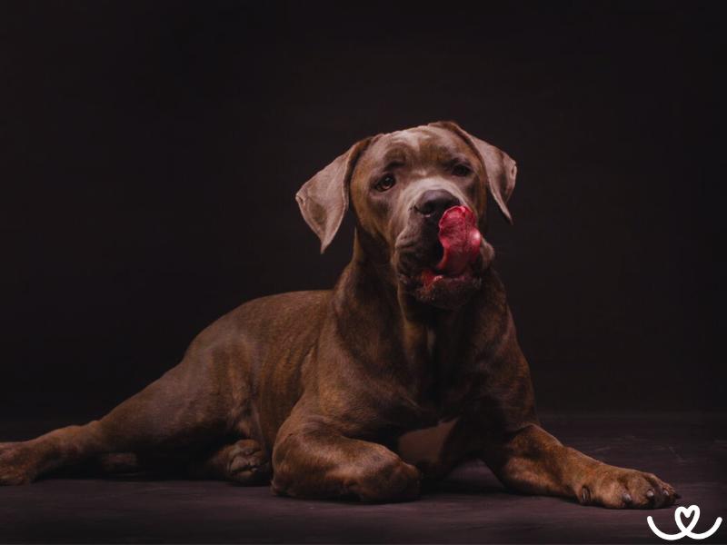 Psi-plemeno-cane-corso (3)